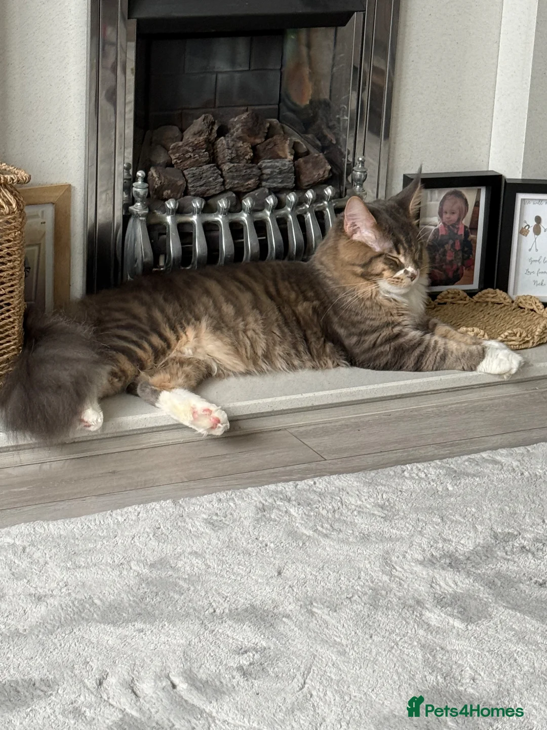 Maine Coon cats for sale: 10month Champion blood Mainecoon boy (Active TICA) in Nuneaton - Advert 1