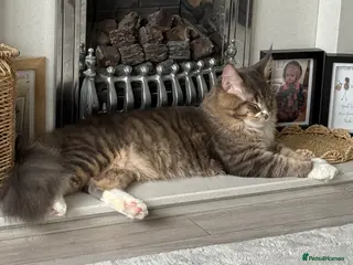 Maine Coon cats 10month Champion blood Mainecoon boy (Active TICA) - Advert 1