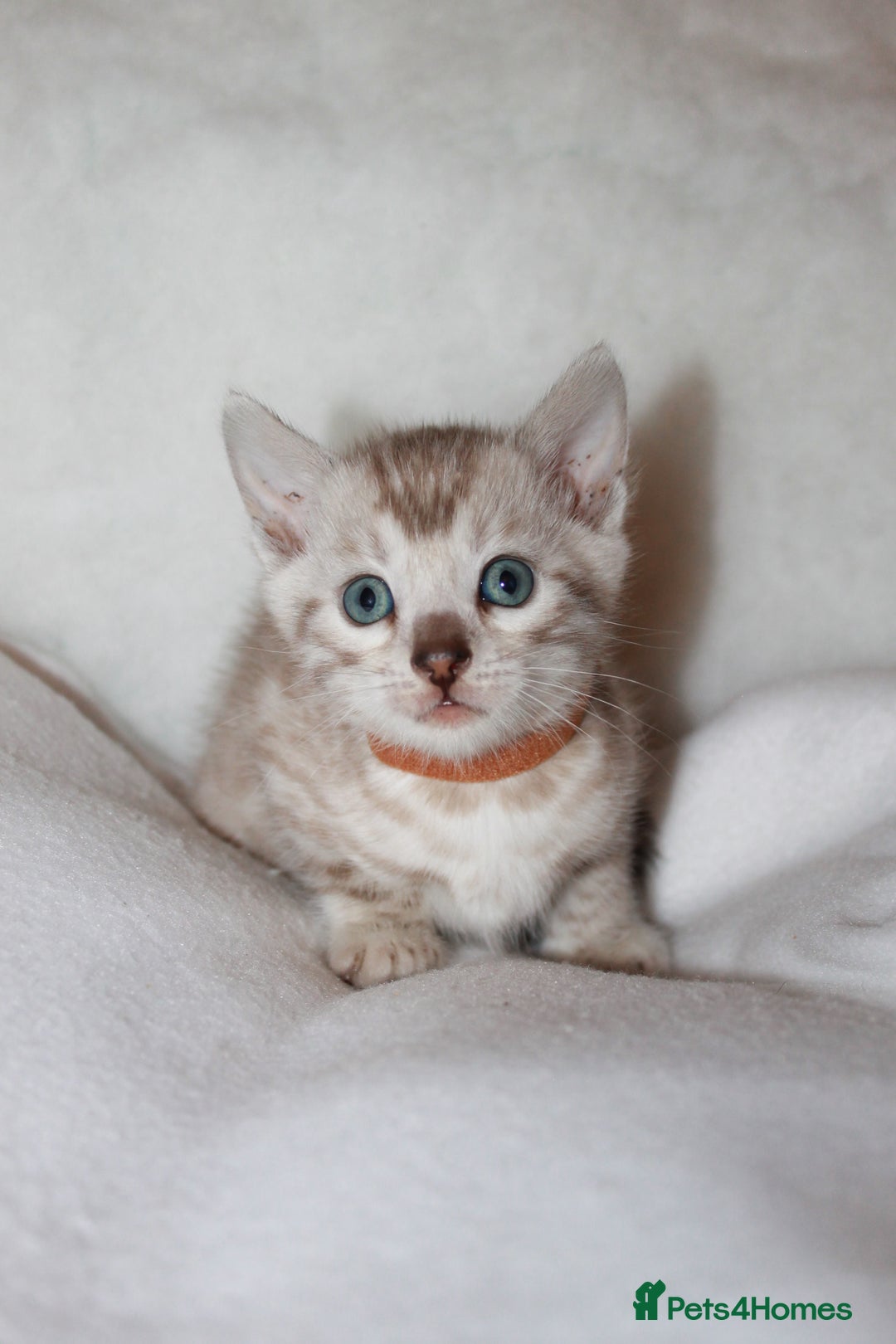 Bengal cats for sale: Pedigree TICA Bengal Kittens - Ready 07/01/26 - Advert 17