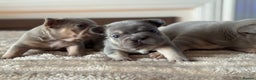 French Bulldog dogs for sale: 5 AMAZING QUALITY FRENCH BULLDOG PUPS  - Advert 16