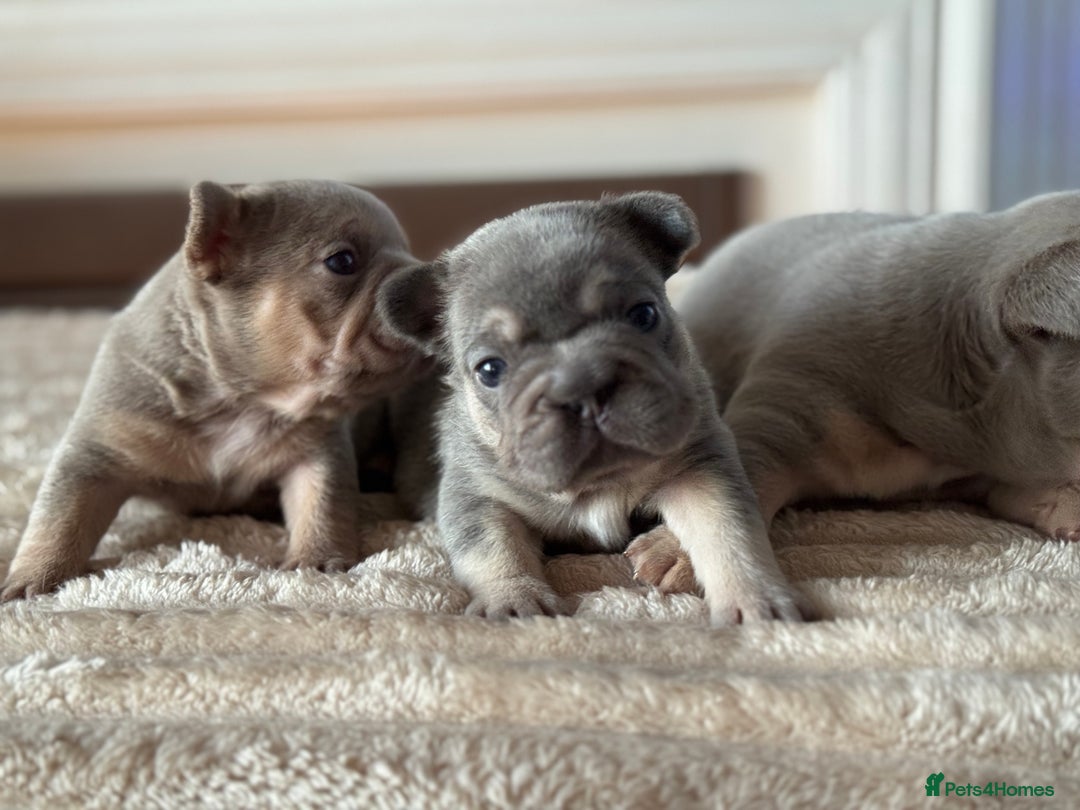 French Bulldog dogs for sale: 5 AMAZING QUALITY FRENCH BULLDOG PUPS  - Advert 16