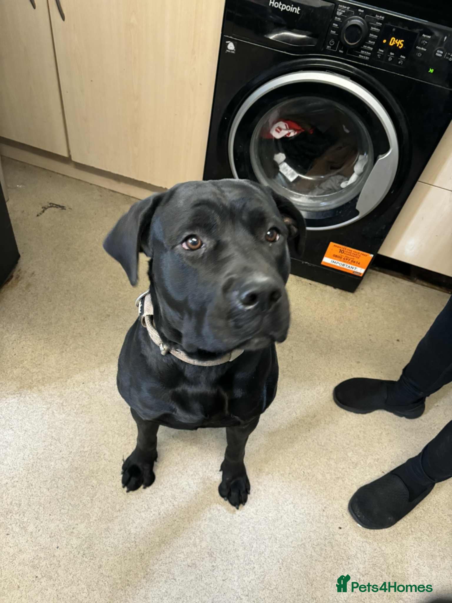 Mixed Breed dogs Cane corsa cross rottweiler  - Advert 3