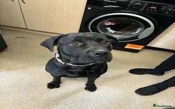 Mixed Breed dogs for sale: Cane corsa cross rottweiler  - Image 1