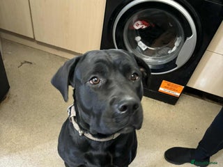 Mixed Breed dogs - Advert 4