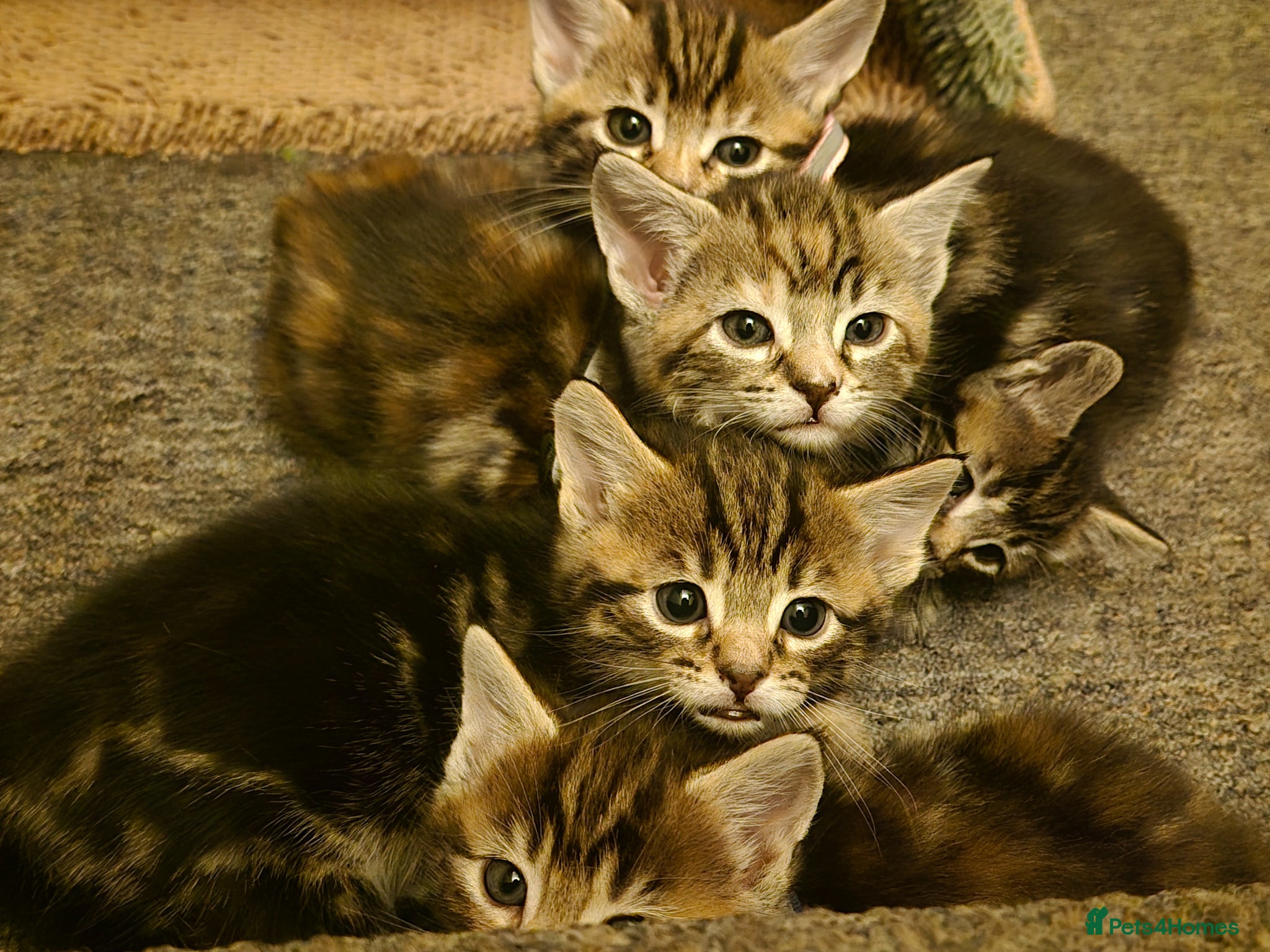 Maine Coon cats Beautiful Maine Coon X Ginger Kittens Sale - Advert 2