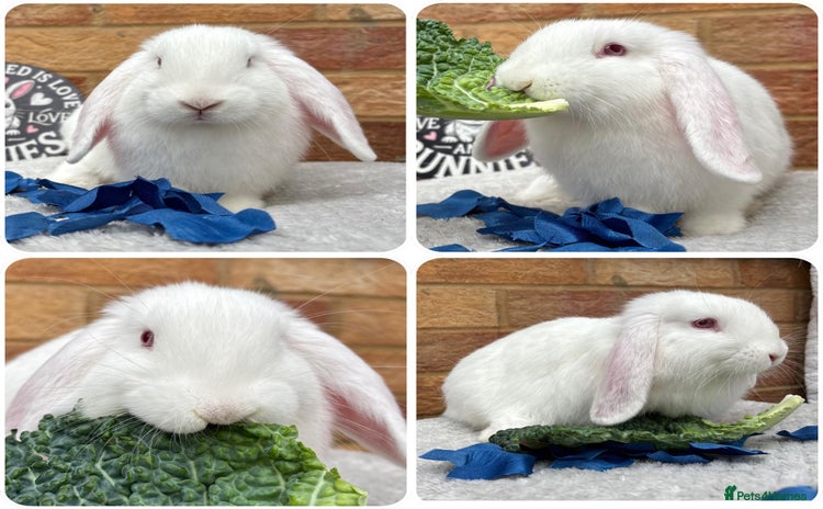 Mini Lop rabbits - Advert 7