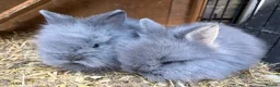 Lionhead rabbits for sale: Fluffy double mane lion head rabbits for sale  - Advert 21