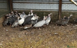 Guinea Fowl poultry for sale: Guinea Fowl - Image 7