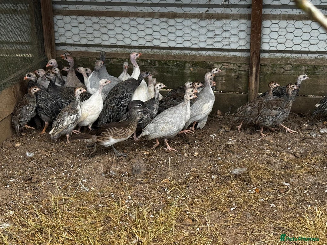 Guinea Fowl poultry for sale: Guinea Fowl - Image 7