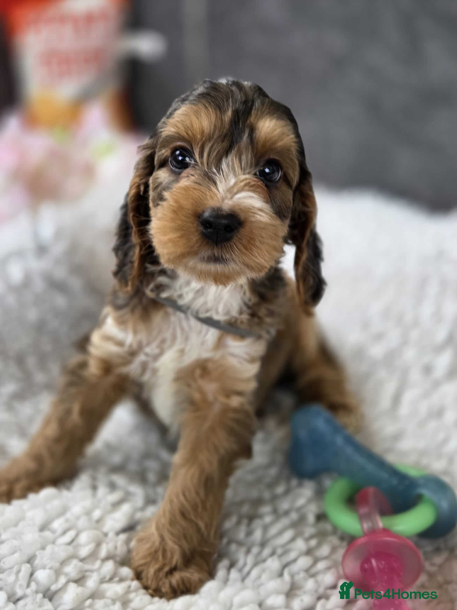 Cockapoo dogs Stunning Cockapoo Pups- Last Girl and 2 Boys - Advert 1