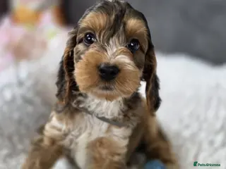 Cockapoo dogs Stunning Cockapoo Pups- Last Girl and 2 Boys - Advert 1
