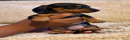 Dachshund dogs for sale: DACHSHUND PUPPIES FOR SALE!!  - Advert 3