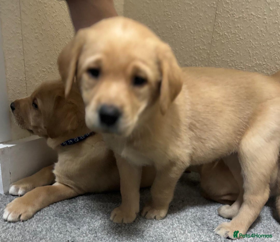 Labrador Retriever dogs for sale: Labrador puppies - Advert 7