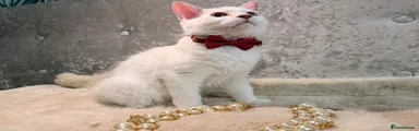 Ragdoll 3
