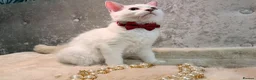 Ragdoll cats for sale: 🌟Stunning HCM PKD Clear ✅ 💕 Ragdoll Kittens 🌟 - Advert 4