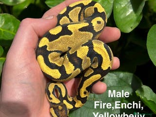 Python Snake reptiles Royal Pythons Various Ones Available - Advert 6