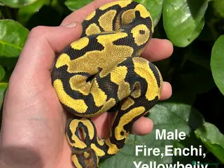 Python Snake reptiles Royal Pythons Various Ones Available - Advert 9