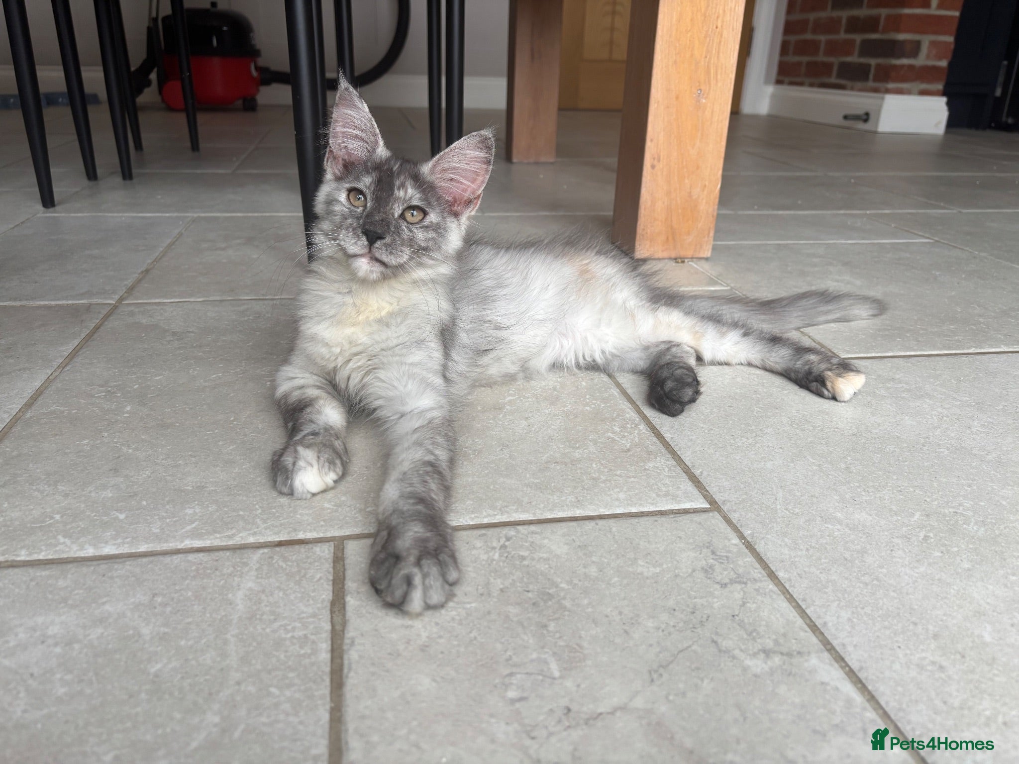 Maine Coon cats Ready Now - TICA Maine Coons  - Advert 1