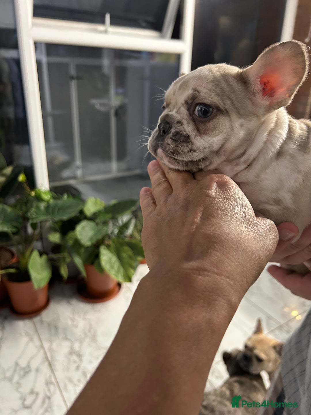 French Bulldog dogs for sale: 3 Extremely beautiful French bull terriers kc reg  - Advert 15