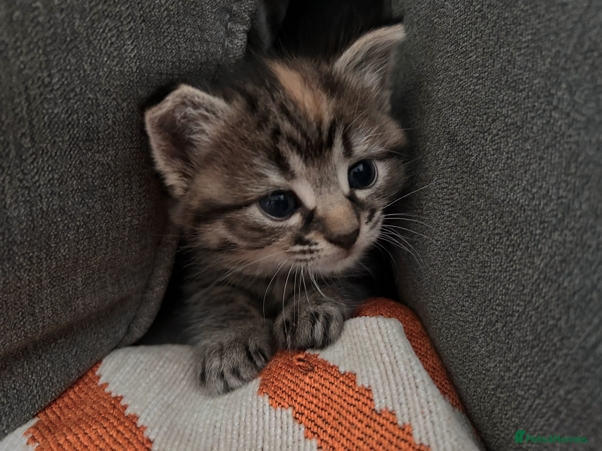 Domestic Shorthair cats Beautiful little boy ready for his forever home 😍 - Advert 1