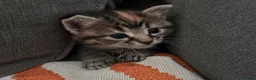 Domestic Shorthair cats for sale: Beautiful little boy ready for his forever home 😍 - Advert 1