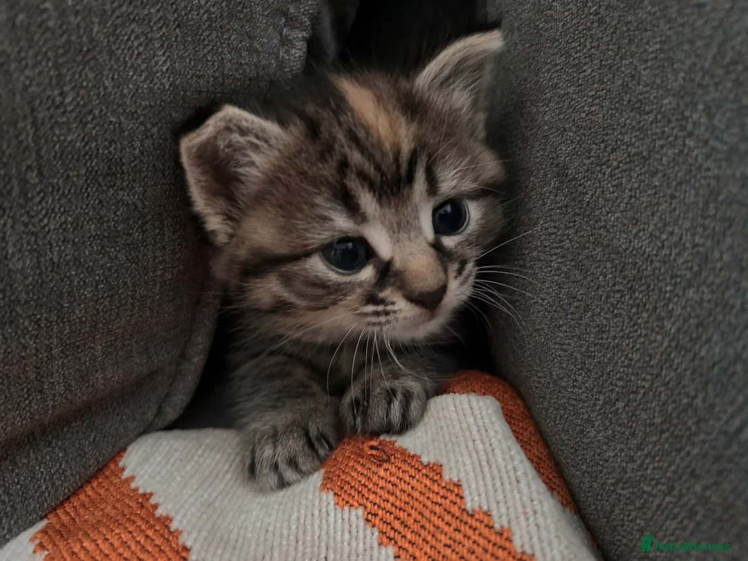 Domestic Shorthair cats for sale: Beautiful little boy ready for his forever home 😍 - Advert 1