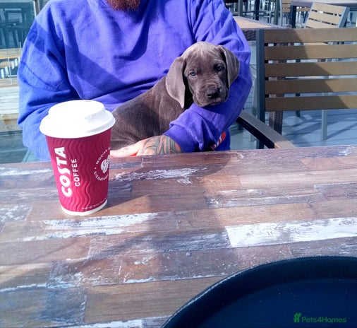 Great Dane dogs for sale - Advert 1