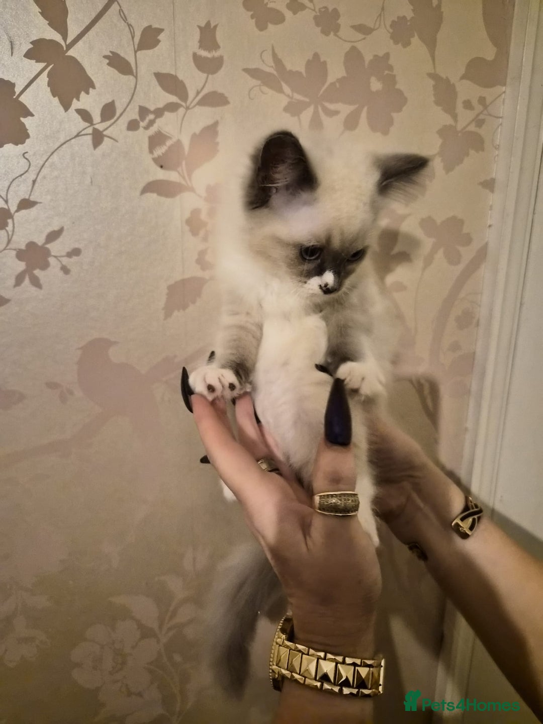 Ragdoll cats for sale: Beautiful purebreed Ragdoll kittens - Advert 3