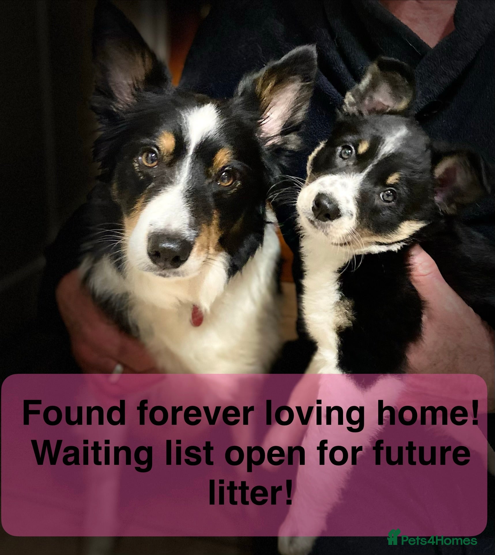 Border Collie dogs 1 Gorgeous Handsome Tri colour Border Collie male  - Advert 2