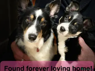 Border Collie dogs 1 Gorgeous Handsome Tri colour Border Collie male - Advert 2