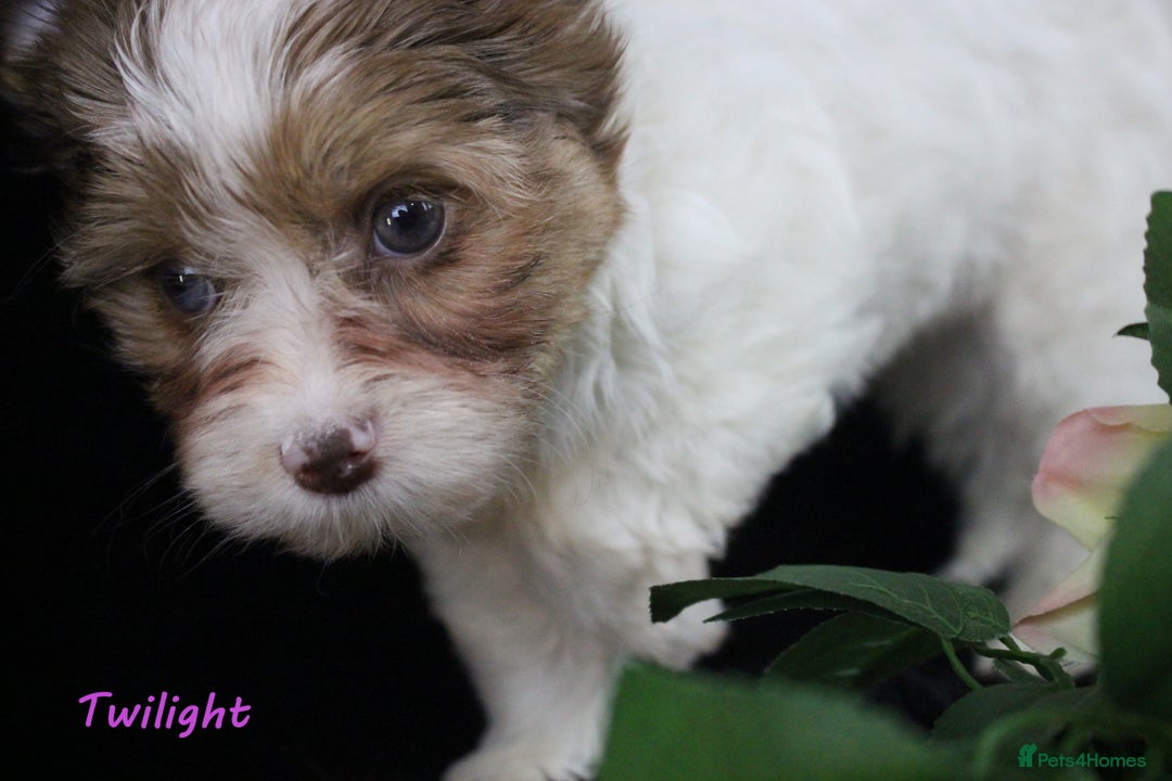 Yorkshire Terrier dogs for sale: Choc & White Yorkie Girl Blue eyes – Ready Now - Advert 7