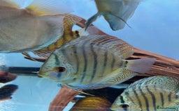 Discus fish for sale: HIGH QUALITY DISCUS £40 EACH  - Advert 9