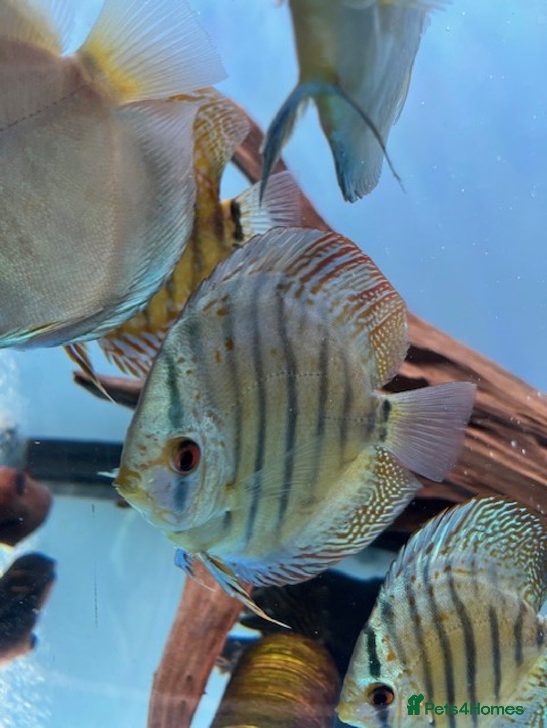 Discus fish for sale: HIGH QUALITY DISCUS £40 EACH  - Advert 9