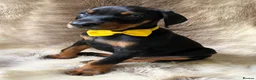 Dobermann dogs for sale: KC REGISTERED DOBERMAN PUPS - Advert 14