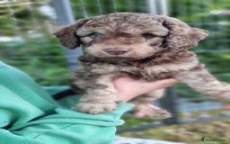 Cavapoo dogs for sale: F1b Standard Cavapoo, 3 remaining ready to leave in Watchet - Image 13
