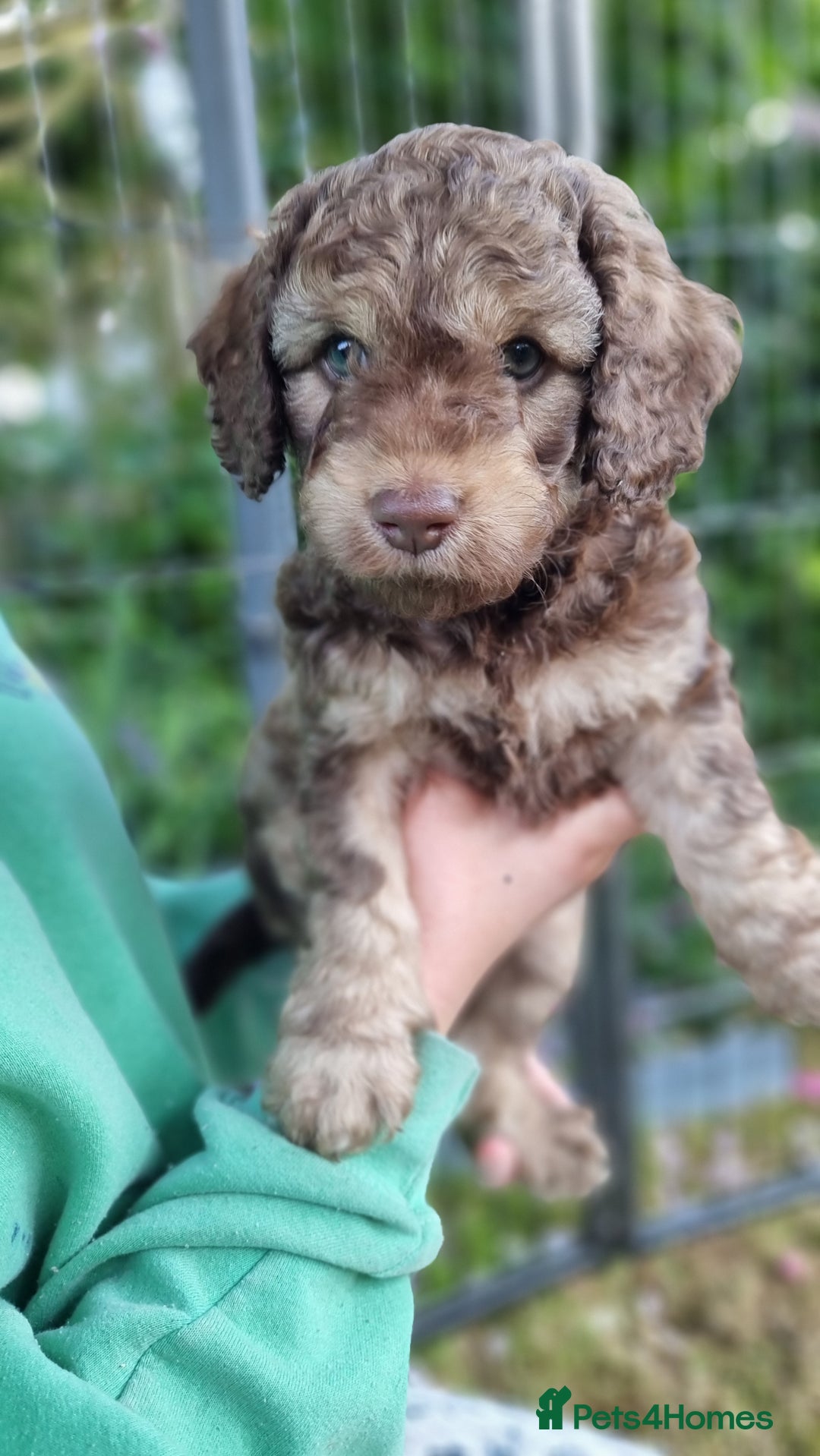 Cavapoo dogs for sale: F1b Standard Cavapoo, 3 remaining ready to leave in Watchet - Image 13