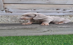 Miniature Dachshund dogs for sale: Miniature dachshund kc reg  - Image 8