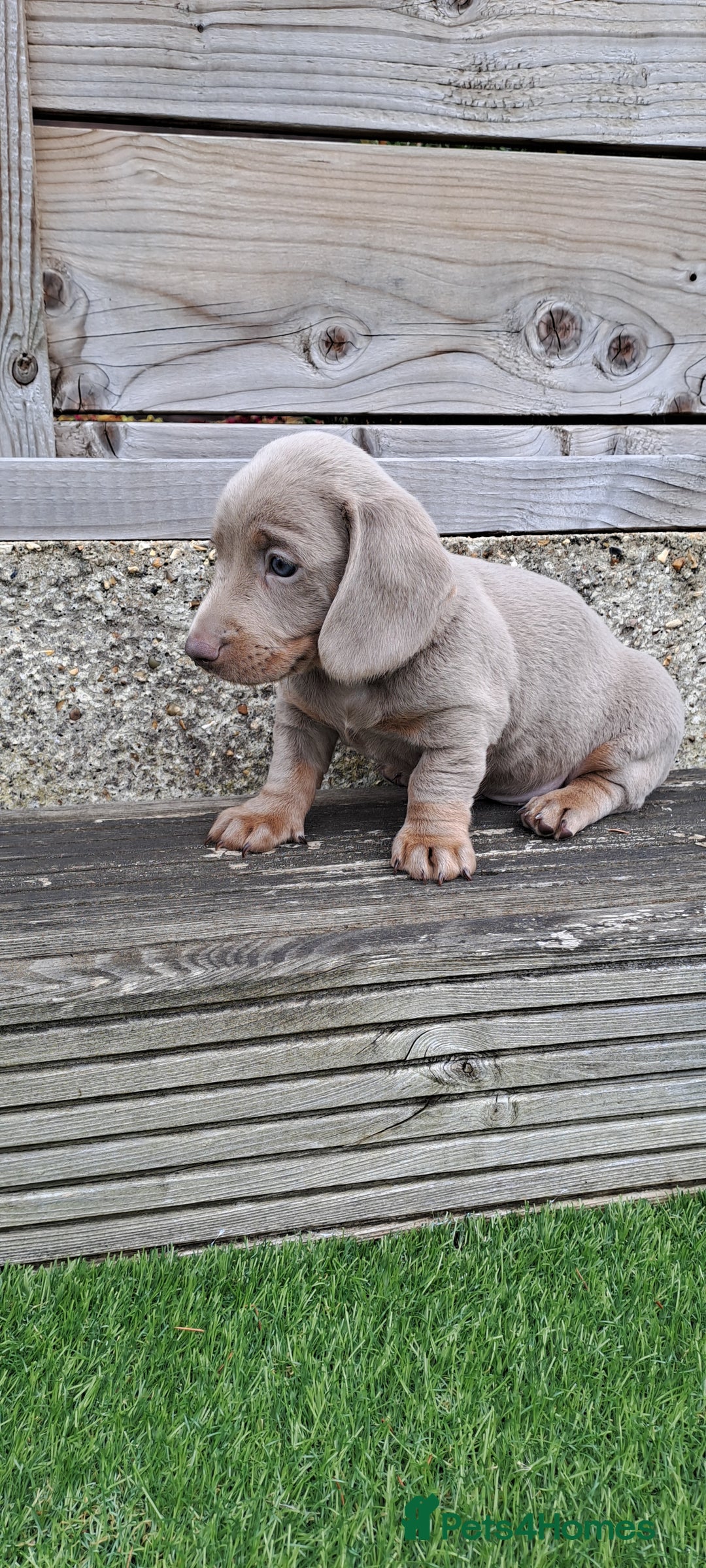 Miniature Dachshund dogs for sale: Miniature dachshund kc reg  - Image 8