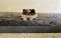 Pomeranian dogs for sale: Pomeranian  - Image 6