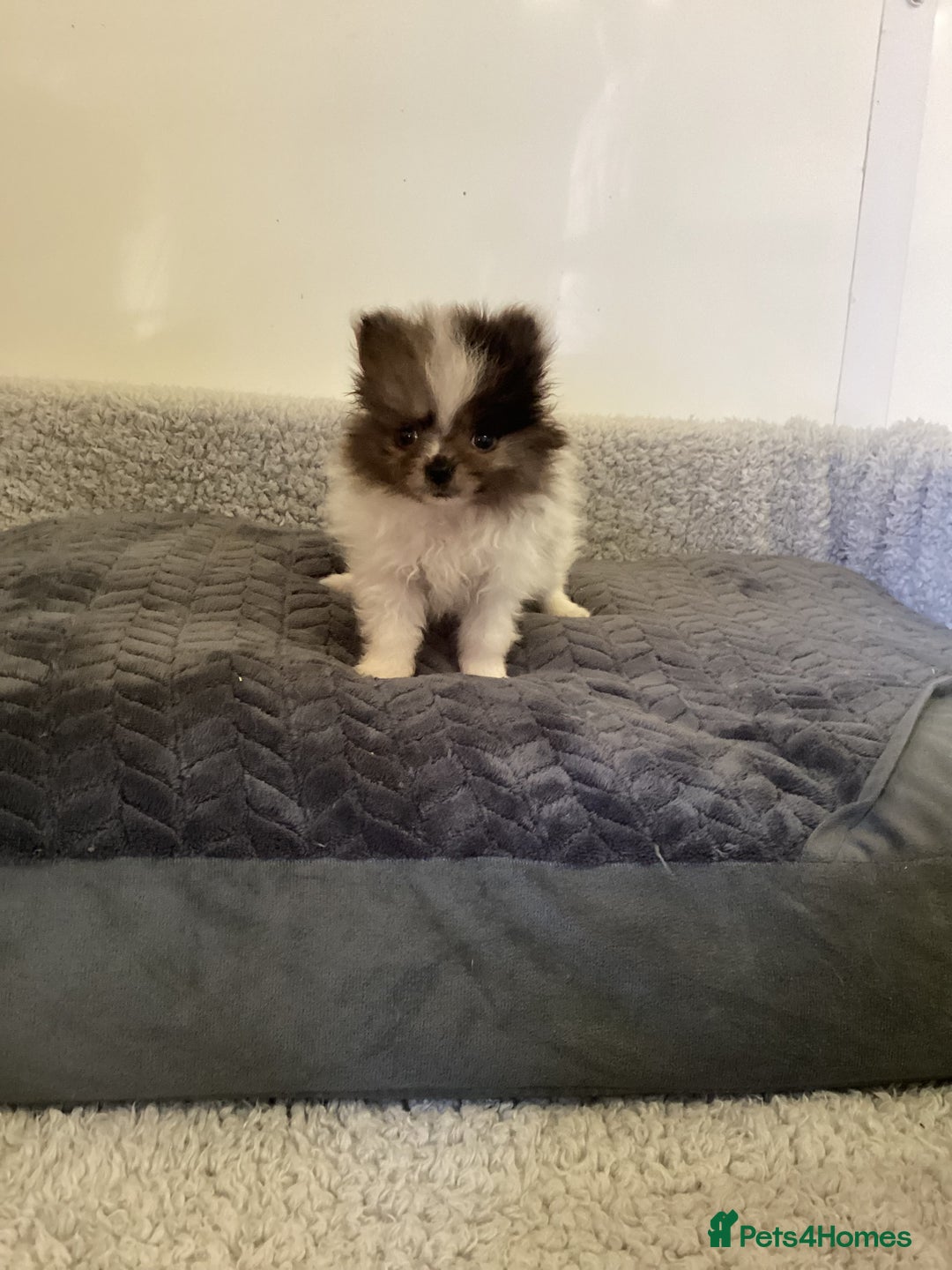 Pomeranian dogs for sale: Pomeranian  - Image 6