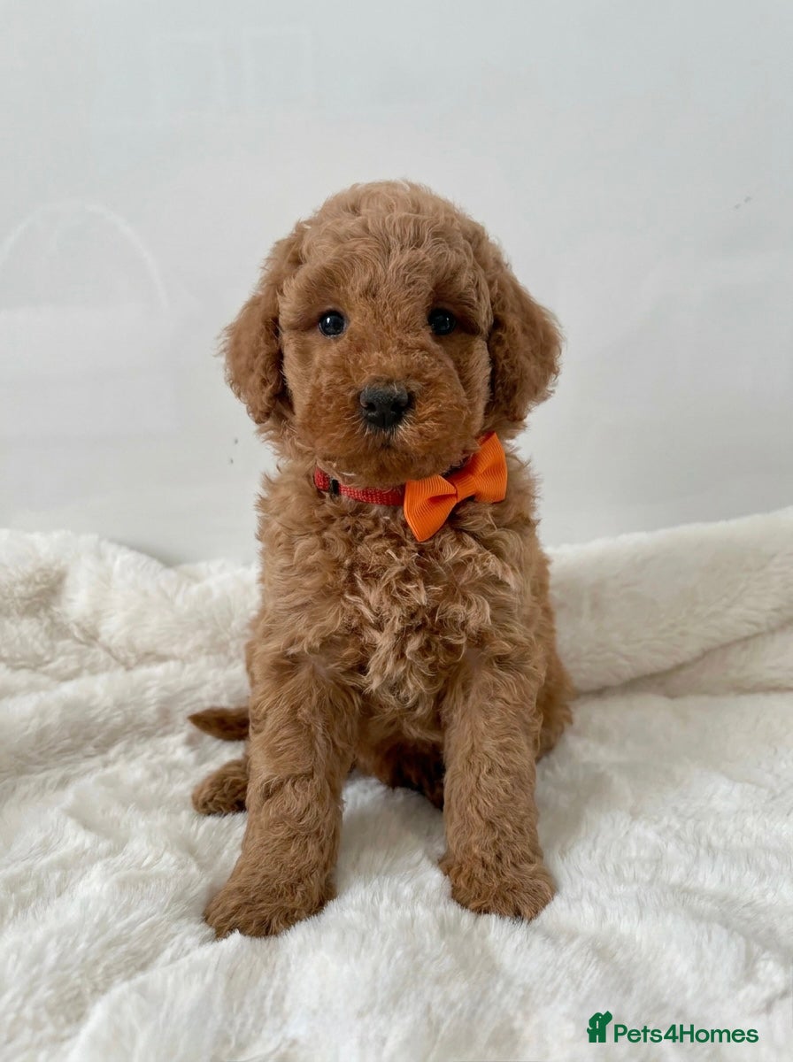 Mixed Breed dogs Multigen Labradoodle Puppies DNA Clear Parents 🧬  - Advert 2