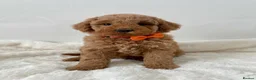 Mixed Breed dogs for sale: Multigen Labradoodle Puppies DNA Clear Parents 🧬  - Advert 2