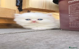 British Longhair cats for sale: 6 Adorable British ShortHair X LongHair kittens .  - Image 1