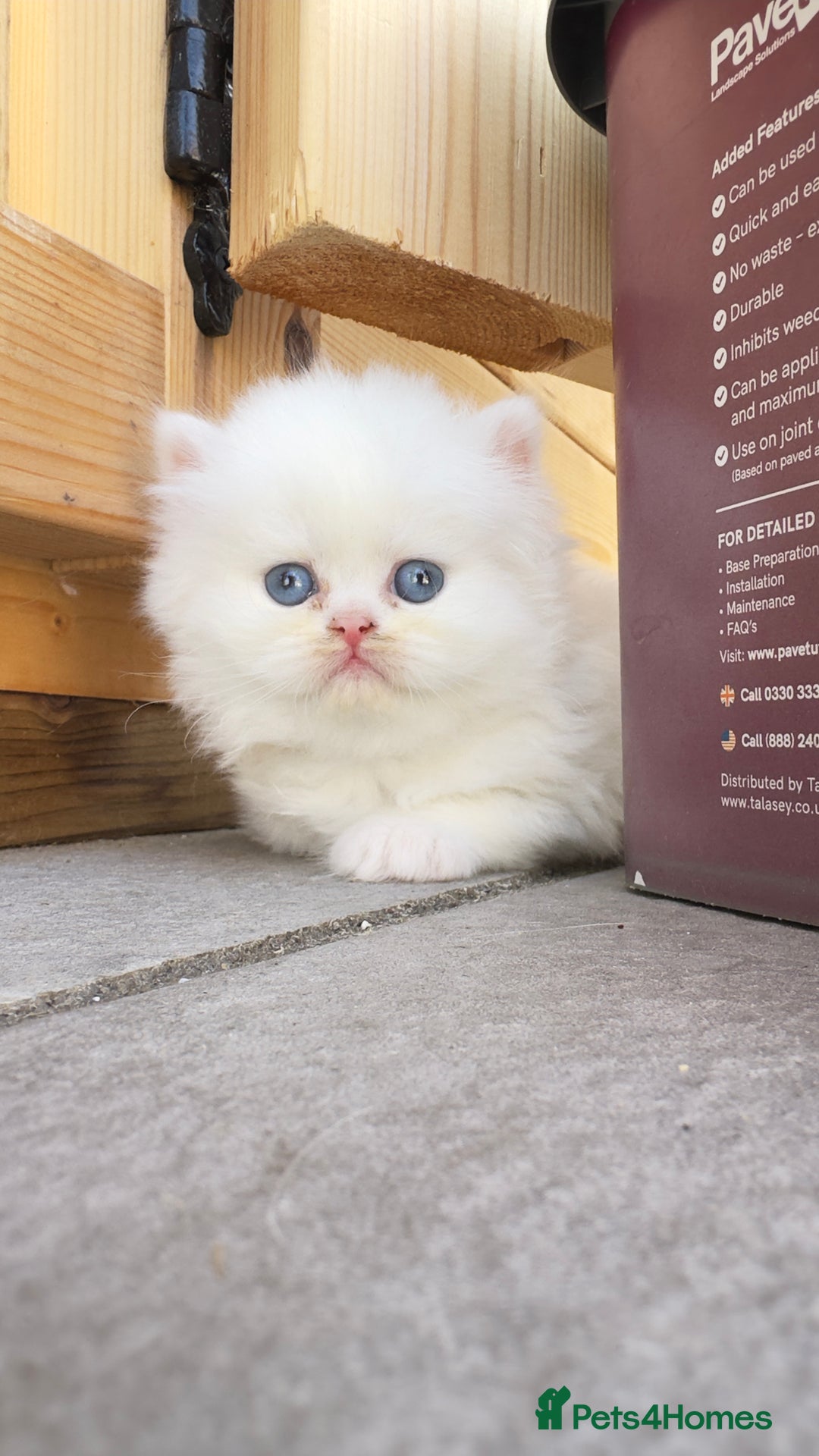 British Longhair cats for sale: 6 Adorable British ShortHair X LongHair kittens .  - Image 1