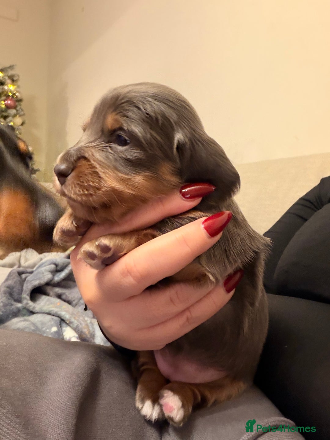 Miniature Dachshund dogs for sale: Gorgeous blue long haired dachshund 💙💗 - Advert 7
