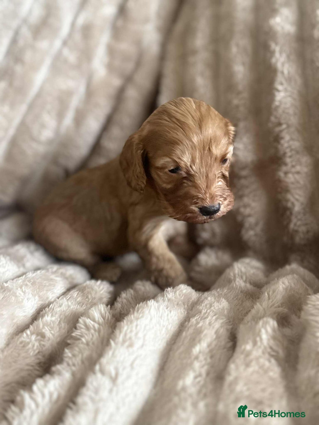 Cockapoo dogs for sale: Cockapoo F1B STUNNING COLOURS 4 available - Advert 37