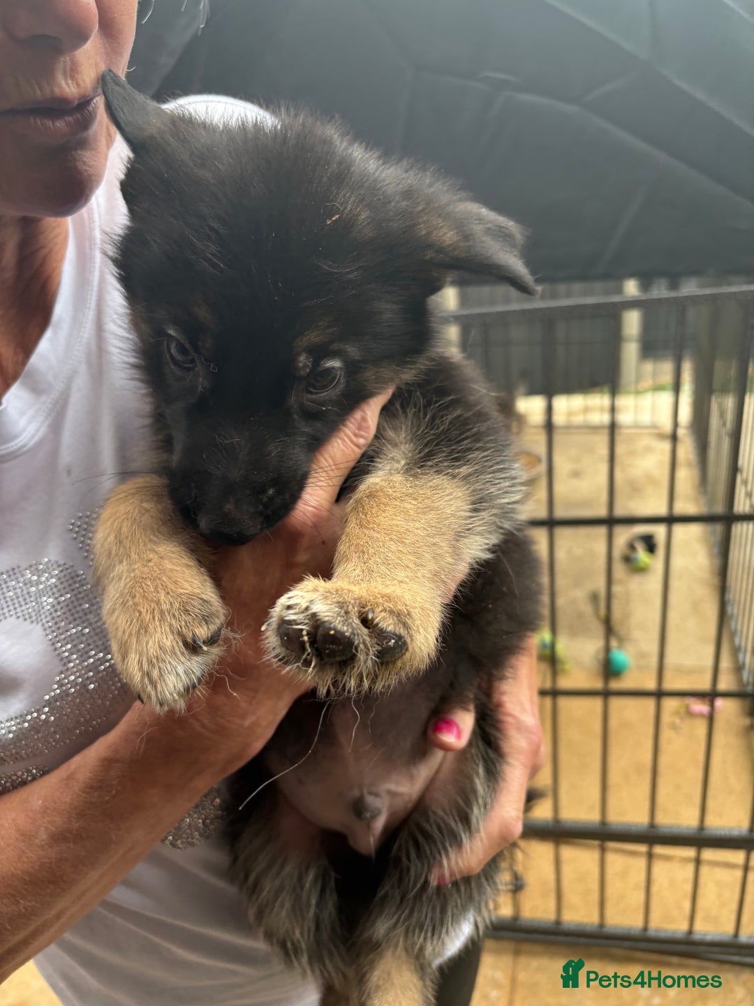 German Shepherd dogs for sale: German Shepard puppies  - Image 3