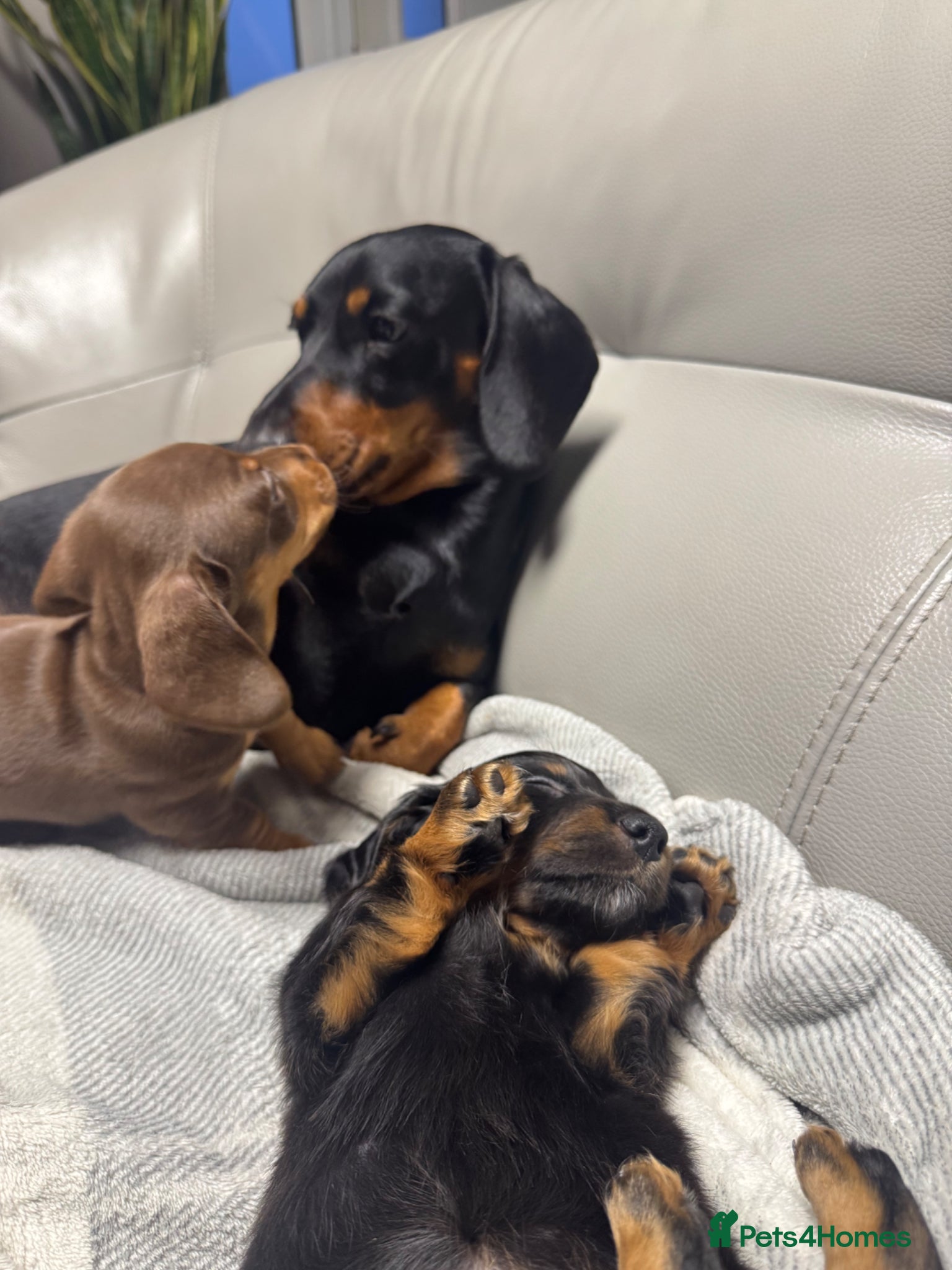Miniature Dachshund dogs KC REG Long & Smooth Hair Miniature Dachshund Pups - Advert 2