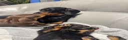 Miniature Dachshund dogs for sale: REDUCED KC REG Short Hair Miniature Dachshund Pups - Advert 3