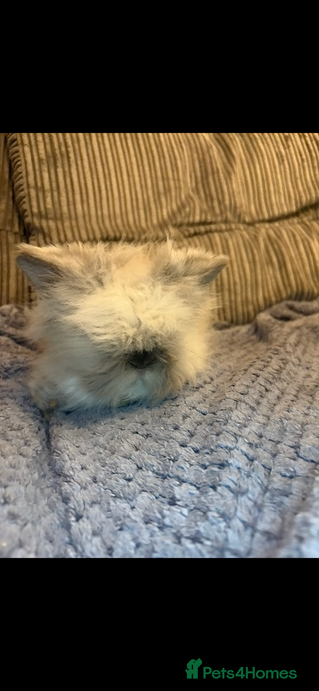 Mini Lion Lop rabbits for sale: Gorgeous fluffy little mini lion lop baby bunny’s  - Advert 10